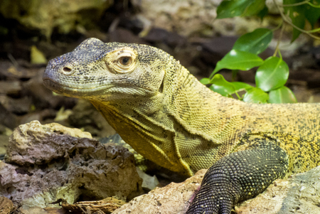 Reptileの写真素材
