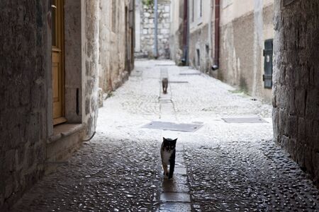 Cats in the streets of Dubrovnik, Croatiaの写真素材