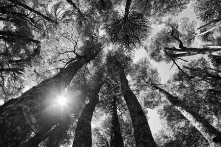 Inside and araucaria forest at Conguillio national park, Chileの写真素材