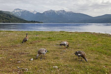 Group of ducks at the Alerces national park in Argentina
