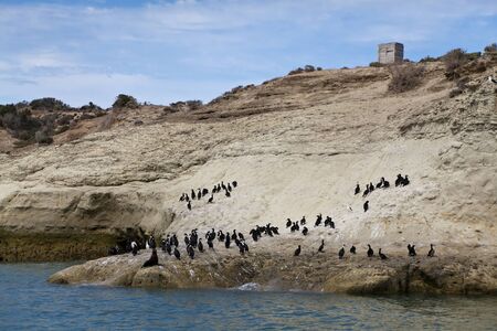 Flock of cormorants and one lonely sea lion near Puerto Madryn, Argentinaの写真素材
