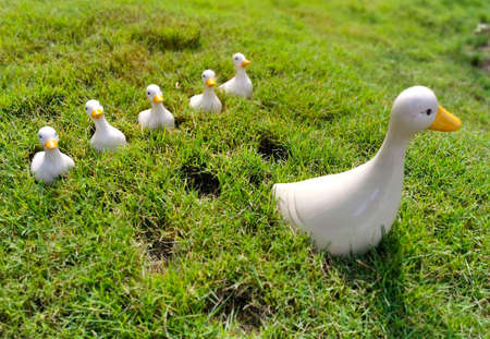 the group of white plastic ducks on the ground, on the green grass field at outdoor in the gardenの写真素材
