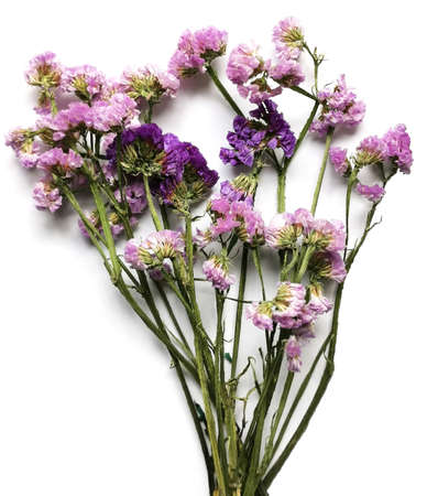 Set of dried flowers in pink and purple, dried green sticks on white backgroundの写真素材