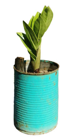 photo of isolated green plant in the turquoise color can, ornamental plant for outdoor decorationの写真素材