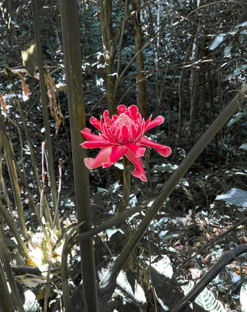 Red flower 'Torch ginger' grows in the forest, a torch ginger flower rised up with the green tree