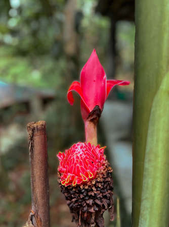 Young Torch ginger flower - young red flower grows in the garden, around with green plantの写真素材