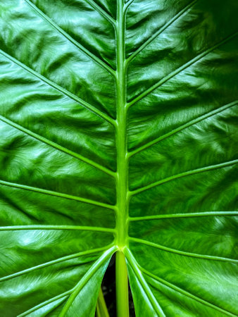 Close up of a green leaf of a taro plant in the gardenの写真素材