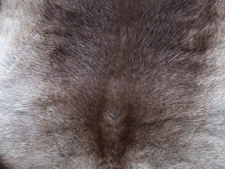 Animal fur background.