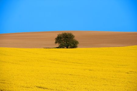 Spring landscape. Blooming canola field, bare brown field and a lone tree with blue sky.