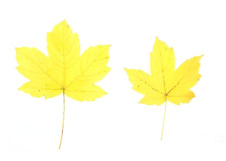 Autumn - colorful October tree leaves. Isolated yellow maple leaves.の写真素材