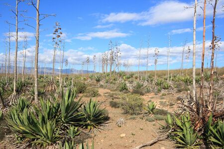 Desert nature in Andalusia, Spain. Agave plants. Cabo de Gata natural park near Almeria.の写真素材