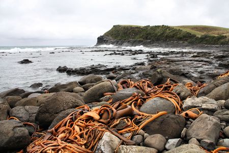 New Zealand. Catlins part of Southland region. Bull kelp on the rocky coast of Curio Bay.