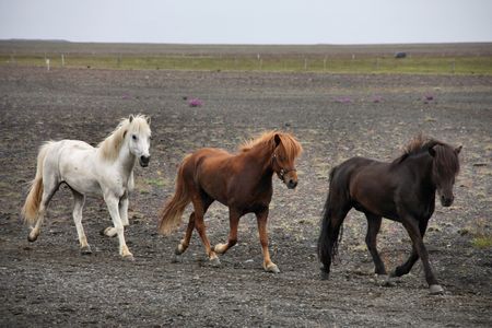 Icelandic horses on a gloomy day. White, brown and black horse.の写真素材