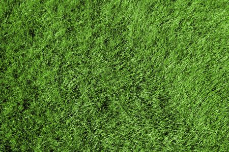 Green grass texture. Vivid colour flora background abstract.の写真素材