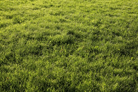 Green grass background texture. City park lawn abstract view.