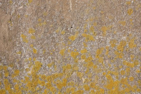Grungy architecture texture - concrete wall covered with map lichen.の写真素材