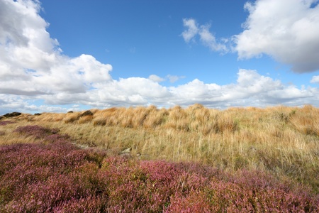 Heath in Waikato region of New Zealand. Beautiful summer landscape.の写真素材