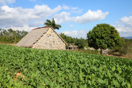 Cuba - tobacco plantation and thatched rural huts in Vinales National Park. UNESCO World Heritage Site.の写真素材