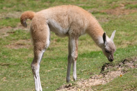 Young alpaca. Animal in Silesian Zoological Garden in Chorzow, Poland.の写真素材