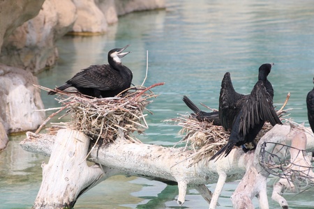 Great cormorant birds (Phalacrocorax carbo) at Valencia Oceanografic marine park in Spainの写真素材