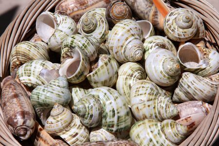 Seaside vacation souvenirs - sea snail shells in Croatia