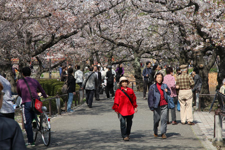 TOKYO - APRIL 12: Visitors enjoy cherry blossom (sakura) on April 12, 2012 in Ueno Park, Tokyo. Ueno Park is visited by up to 2 million people for annual Sakura Festival.のeditorial素材