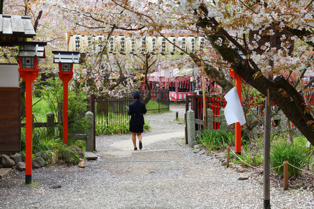 KYOTO, JAPAN - APRIL 17: Visitor enjoys cherry blossom (sakura) on April 17, 2012 in Hirano Shrine garden, Kyoto, Japan. The Shrine existing since 794 is famous for its gardens and cherry blossom.のeditorial素材