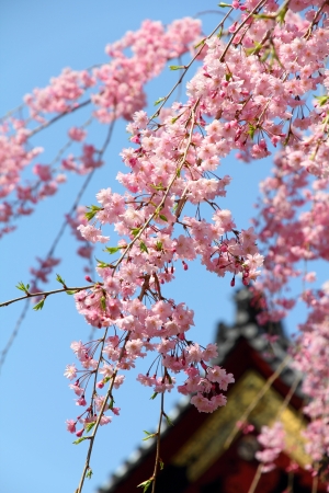 Tokyo, Japan - cherry blossoms of weeping pink cherry (sakura) at famous Ueno park. Temple in background.の写真素材