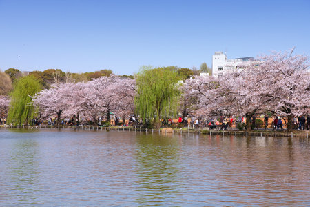 Tokyo, Japan - cherry blossoms (sakura) at famous Ueno park.のeditorial素材