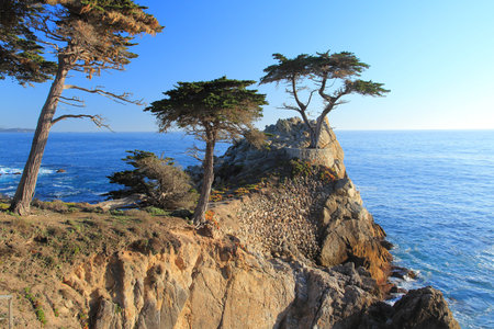 MONTEREY, CALIFORNIA - APRIL 7, 2014: Lone Cypress tree view along famous 17 Mile Drive in Monterey. Sources claim it is one of the most photographed trees in North America.のeditorial素材