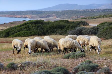 Countryside with sheep herd grazing.の写真素材