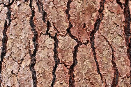 Pine tree bark background pattern - Yosemite National Park nature.の写真素材