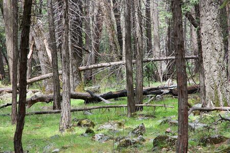 Yosemite National Park, California, United States - trail in a forest.