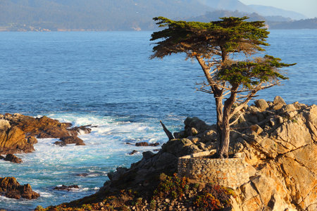 MONTEREY, CALIFORNIA - APRIL 7, 2014: Lone Cypress tree view along famous 17 Mile Drive in Monterey. Sources claim it is one of the most photographed trees in North America.のeditorial素材