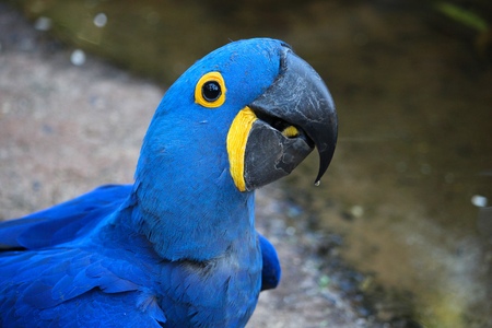 Nature of Brazil. Parque das Aves in Iguazu - blue macaw bird.