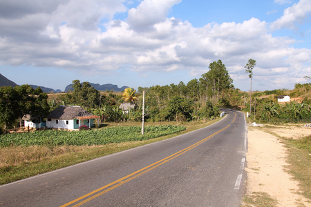 Cuba - tobacco field and countryside roadの写真素材
