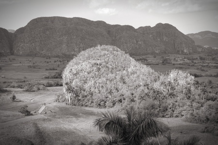 Cuba - famous mogotes karstic landscape in Vinales National Park. Black and white tone - retro monochrome style.の写真素材