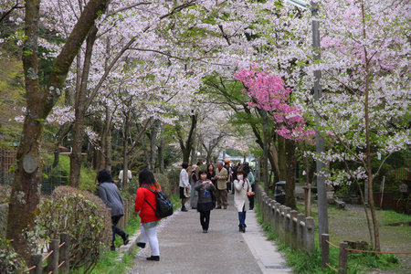 KYOTO, JAPAN - APRIL 16, 2012: People visit Philosopher's Walk in Kyoto, Japan. Old Kyoto is a UNESCO World Heritage site and was visited by almost 1 million foreign tourists in 2010.のeditorial素材