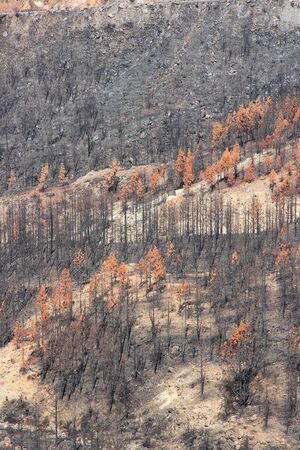 Forest destroyed in fire disaster in Tenerife, Canary Islands, Spainの写真素材