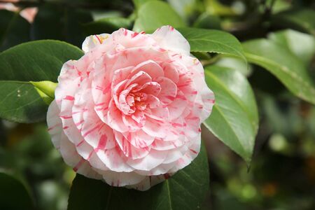 Camellia japonica (the Japanese camellia) in the botanical garden of Lucca, Italy.の写真素材