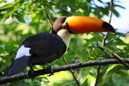 Nature of Brazil. Parque das Aves in Iguazu - common toco toucan (Ramphastos toco) bird.