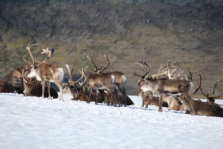 Norway nature - Jotunheimen National Park. Reindeer herd on snow.の写真素材