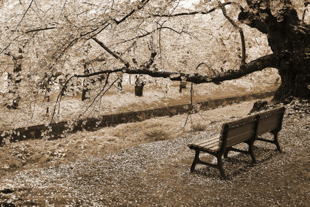 Hirosaki, Japan - cherry blossoms (sakura) at famous castle park. Cherry petals. Sepia tone - retro monochrome color style.のeditorial素材