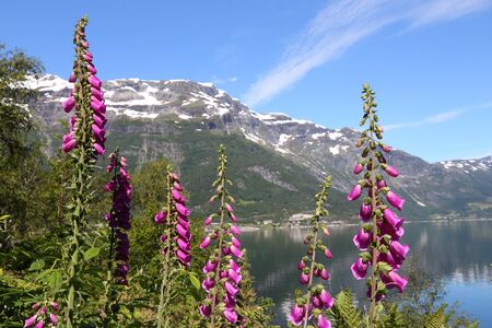 Digitalis (foxglove) flowers in Norway. Herbaceous biennial plant. Hardanger Fiord in background.の写真素材