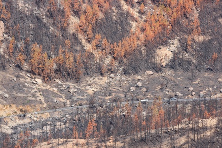 Forest destroyed in fire disaster in Tenerife, Canary Islands, Spainの写真素材