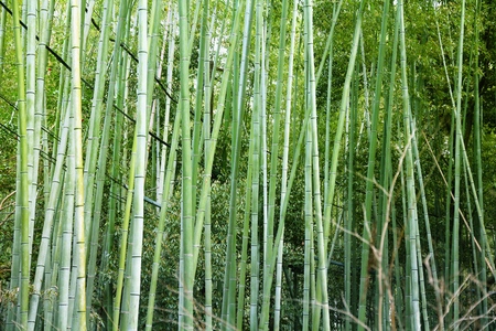 Kyoto, Japan - green bamboo grove background in Arashiyamaの写真素材