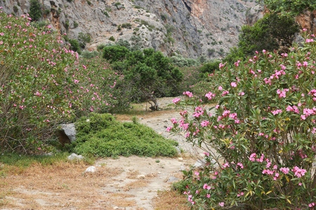 Blooming oleanders in Greece - Agiofarago canyon in Crete island.の写真素材