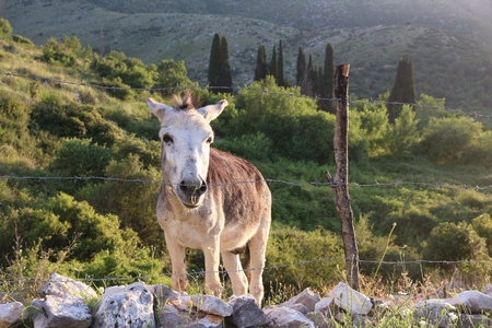 Donkey in Greece - Paleo Perithia village in Corfu.の写真素材