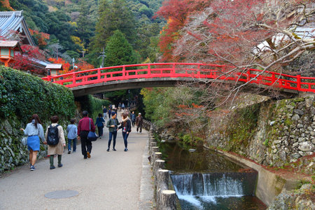 MINOO, JAPAN - NOVEMBER 22, 2016: People visit Meiji no Mori Mino Quasi-National Park near Osaka, Japan. The park is known for its spectacular autumn views.のeditorial素材