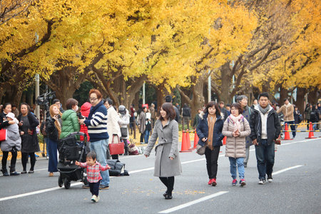 TOKYO, JAPAN - NOVEMBER 30, 2016: People visit autumn Ginkgo Avenue in Tokyo, Japan. Icho Namiki Avenue is famous for its celebration of autumn leaves.のeditorial素材